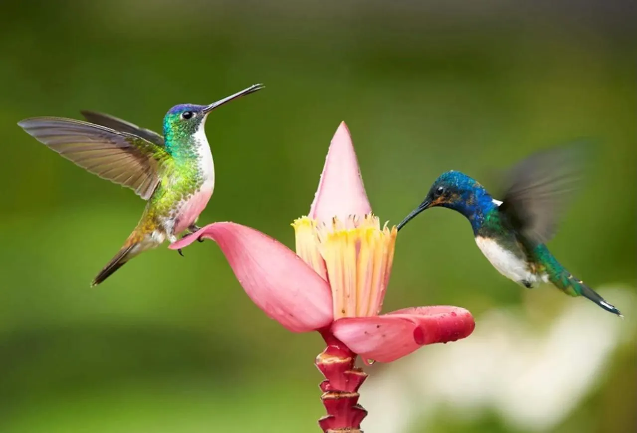 Apartment Hummingbird Retreat - Luxury Oceanview Apt, 7-Minute Walk To Beach Ocho Rios